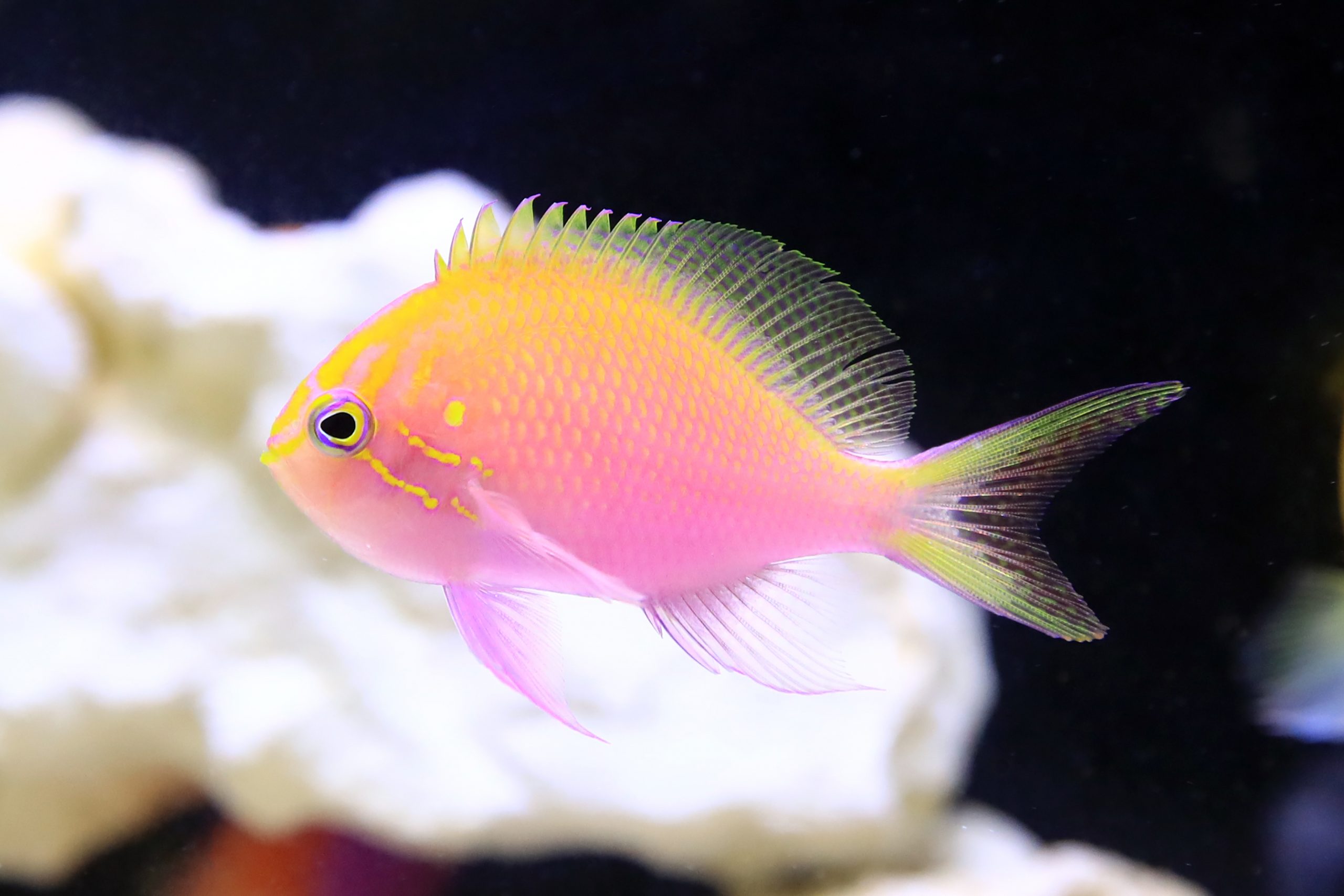 ハナゴンベ - 生きもの図鑑 鳥羽水族館